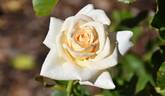 Champagner ® rose photo