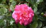 Marjory Palmer rose photo