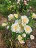 Custard Cream rose photo