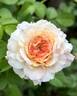 Angels Delight rose photo