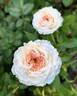 Angels Delight rose photo