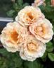 Beverly Ann Clay rose photo