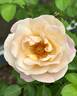 Beverly Ann Clay rose photo
