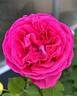 Celestine rose photo
