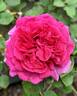 Celestine rose photo