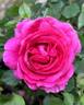 Celestine rose photo