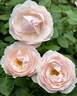 Dylan Rose rose photo