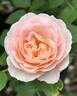 Dylan Rose rose photo
