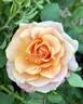 Glowing Inspiration rose photo