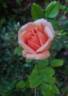 Luis Brinas rose photo
