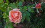 Luis Brinas rose photo