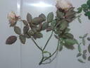 Mrs. Dudley Cross rose photo