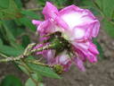 Eugène Verdier rose photo