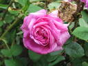 Général Drouot rose photo