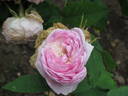 Gabriel Noyelle rose photo