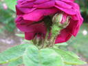 Aristobule rose photo