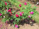 Frau O. Plegg rose photo