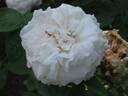 White Bath rose photo