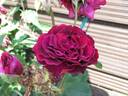 Fosca rose photo
