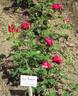 Rivers' George IV rose photo