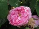 Comtesse Doria rose photo