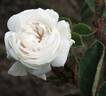 La Neige rose photo