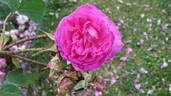 Madame de la Roche-Lambert rose photo