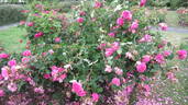 Madame de la Roche-Lambert rose photo