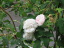 Comtesse de Murinais rose photo