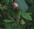 Comtesse de Murinais rose photo