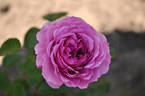 Adore Aroma™ Sense Of Love® rose photo