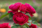 André Rieu™ Sense of Love® rose photo