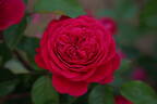 André Rieu™ Sense of Love® rose photo