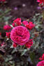 Dolce ® rose photo