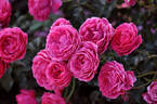 Dolce ® rose photo