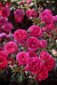 Dolce ® rose photo