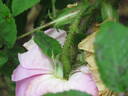 Soupert et Notting rose photo