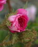 Little Gem rose photo