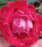 Liberty Bell rose photo
