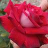 Liberty Bell rose photo