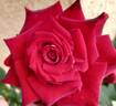 Liberty Bell rose photo