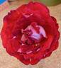 Liberty Bell rose photo