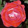 Liberty Bell rose photo