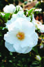 Milly Winterjewel™ rose photo