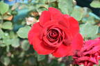 The St. John Rose rose photo