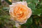 Barossa Dream rose photo