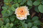 Peach Sunblaze rose photo