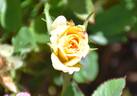 Golden Song rose photo