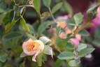 Golden Song rose photo