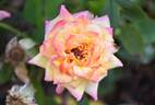 Golden Song rose photo